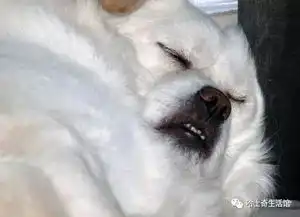 爆笑奇葩狗狗神睡姿,实在太搞笑了,第5张萌死了
