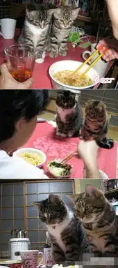 馋猫图片笑话搞笑馋猫图片精选爆笑馋猫图片大全别逗了
