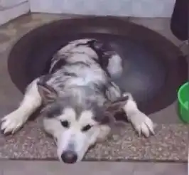铲屎官晒惩罚二哈的图片,最后一张贼搞笑
