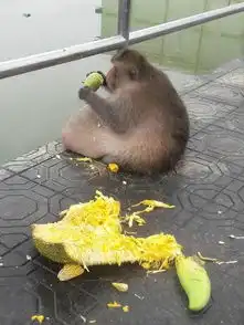 泰国猴子伙食好吃成将军肚被送去减肥
