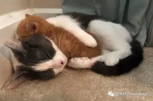 可爱到爆棚的小动物们,每一张都好治愈
