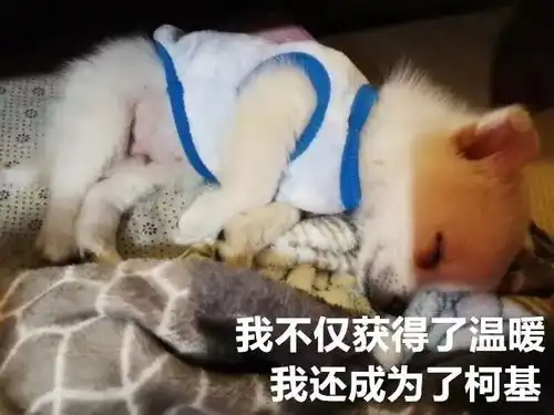 小白狗一夜之间变柯基,这种神奇的变异只有在冬天才能看到
