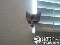 超搞笑的可爱动物图
