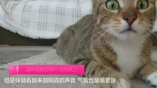 爆笑猫咪看恐怖片,表情就简直无敌,网友别怂啊
