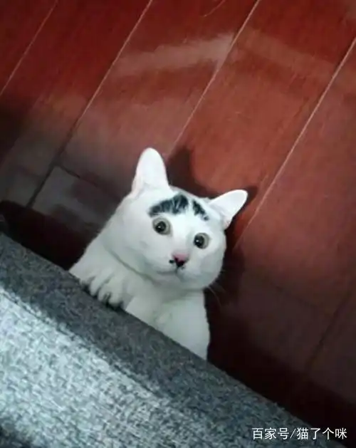 不好意思这猫我真的吸不动,告辞
