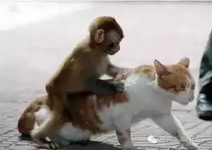一只小野猴的内心独白牡丹,我想让你给我生猴子
