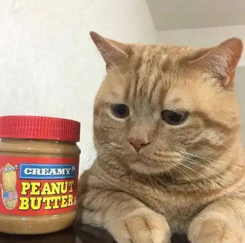 猫非要让我满眼失望的看着你吗
