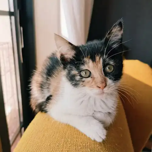 母猫
