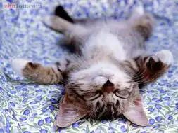 一只猫的失恋史
