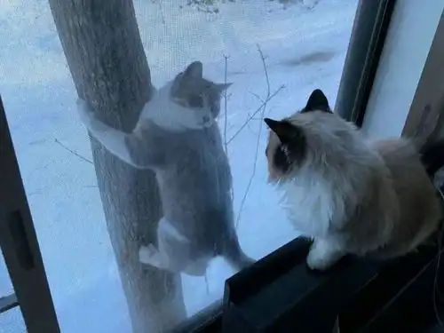 搞笑趣图我随意走进房间,刚好目击到我家猫想谋杀我家狗狗
