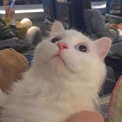 搞笑萌宠
