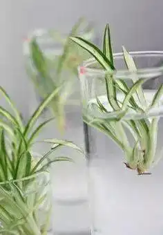植物养死别急着扔,可能只需剪一下,马上就能开爆盆
