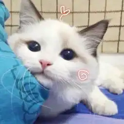 盘点六种体重最重的猫,第一名比布偶还要重
