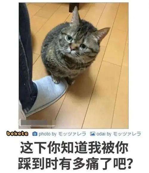 搞笑图片猫让你也知道被踩的滋味
