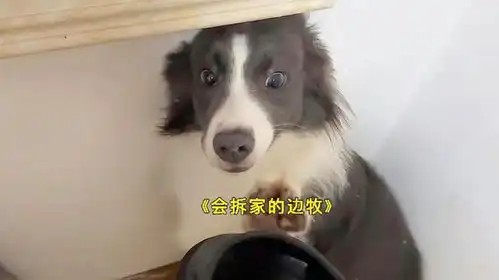 一只比二哈还纯的边牧,拆迁队的狗头军师诸葛不拆

