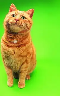 猫咪的趣怪神态壁纸
