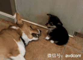 搞笑gif图片我也好想要这样的大招
