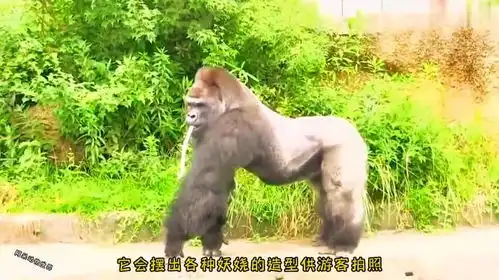 搞笑大猩猩救了动物园,你有这么逗比的朋友吗
