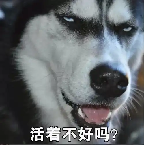养哈千日,用哈一时终于到了二哈一展风采的时候了
