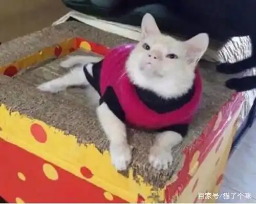 不好意思这猫我真的吸不动,告辞
