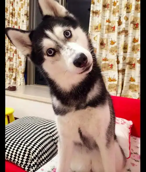 特殊时期主人没去遛狗,二哈在家里把门框拆了,狗是龙卷风刮的
