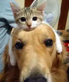 大狗狗和小猫猫
