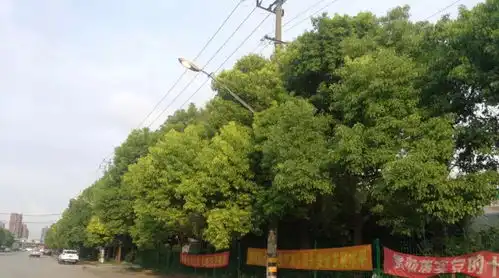 陆翔路南中北3个工程最新进展苏家浜路宝荻路口清僵尸车电台路宝安公路口拓宽施工水产西路人行道施工
