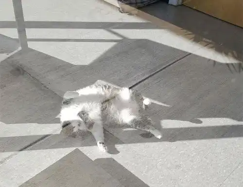 25斤萌猫懒懒享受猫生走红,但大家更关注玻璃上的提示语
