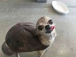 搞笑图片谁说猪傻,我看智商还挺高的
