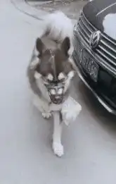 搞笑图片幽默段子笑话媳妇,你去买一双手套吧,把袜子还给我
