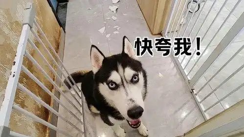二哈把人类幼崽的暑假作业拆了,总感觉哪里不对,又说不上来

