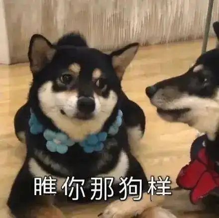 明天周六,你还要上班丨第308期喵表情包

