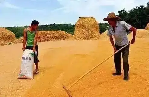 三十年前割麦的童年看哭了
