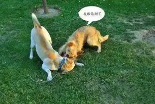 金毛替主人去遛狗,搞事情凑热闹总少不了二哈,金毛给我小心点
