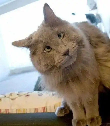研究发现,斗鸡眼小猫咪可爱程度是普通猫咪的100倍
