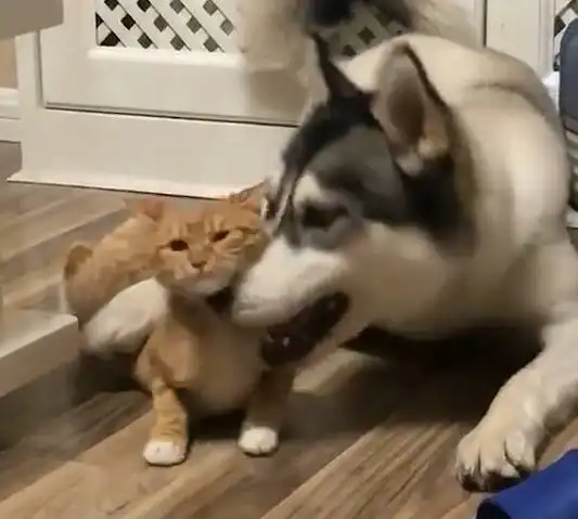 主人下班回家,眼前一幕让他不禁好笑,橘猫我好像被二哈给吸了
