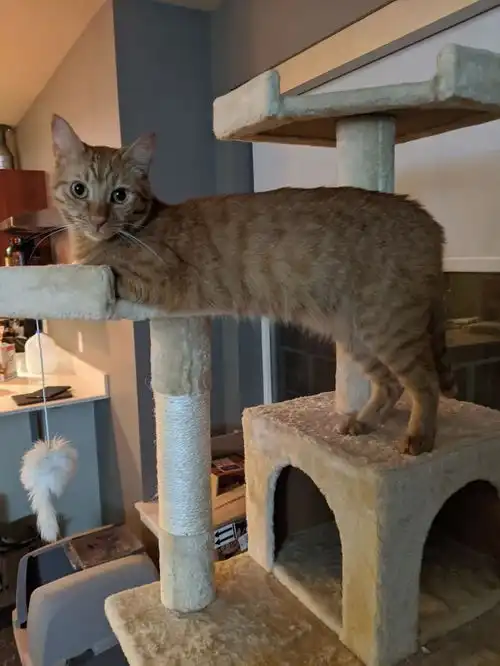 搞笑gif趣图你的猫怎么了,好像猫坏了,猫出故障了吗系列3
