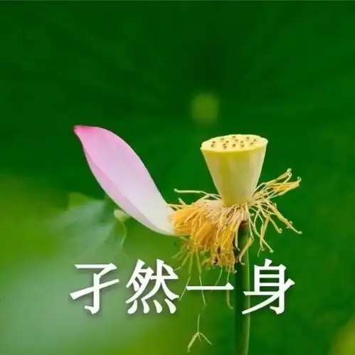 有哪些适合中年人用的头像
