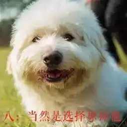与狗称兄道弟,你到底是怎样的一个林狗
