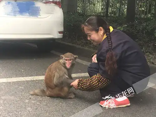 重庆有只网红猴妹能打开冰箱找美食也会送恩人下班
