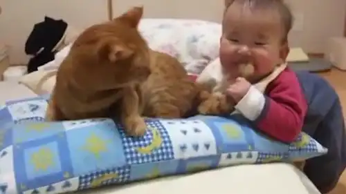 猫咪尾巴被小主人咬住,只能笑着默默扯出来,猫咪本喵太难了
