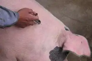 养猪,到底是打针还是投药好
