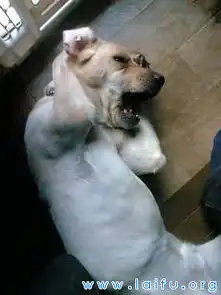 这日子没法过了抓狂的小狗
