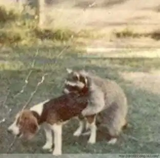 盘点发情动物疯狂性行为猩猩与人最类似
