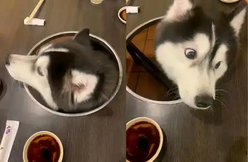 当女主人说去洗澡时,结果猫咪的举动太搞笑了,今天谁去谁是狗
