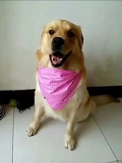 可爱的毛孩子

