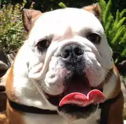 忧郁的斗牛犬,想让它笑比登天还难
