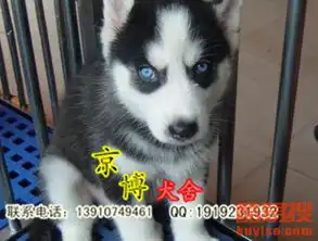 北京纯种哈士奇多少钱赛级哈士奇哪里卖哈士奇图片