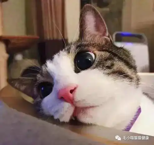 不就是一只土猫吗,给它吃那么好的粮干嘛浪费钱
