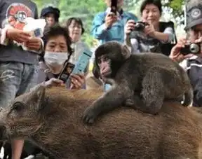 猴子竟骑着野猪做恶心人的举措,人们尴尬后才意识到自己看错了
